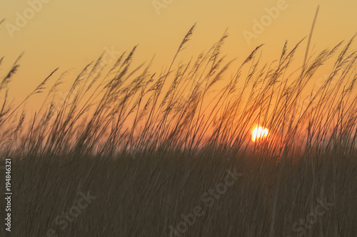 Sunrise through reedbeds photo