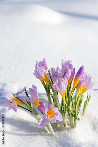 First blue crocus flowers, spring saffron in fluffy snow