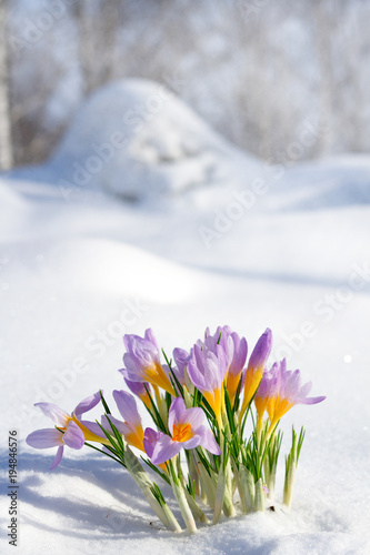 First blue crocus flowers, spring saffron in fluffy snow