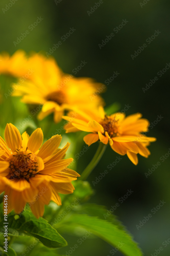 bouquet of bright yellow flowers Heliopsis helianthoides bouquet of bright yellow flowers Heliopsis helianthoides
