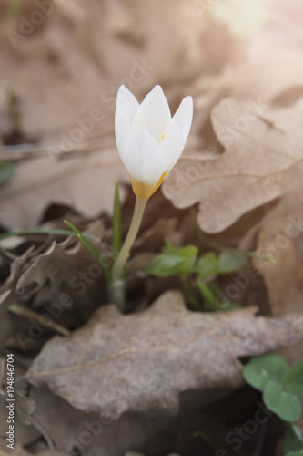 white crocuses with sun shine in the forest.