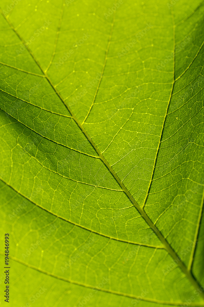 Abstract texture of the leaves.Created by natural. Abstract texture of the leaves.Created by natural.