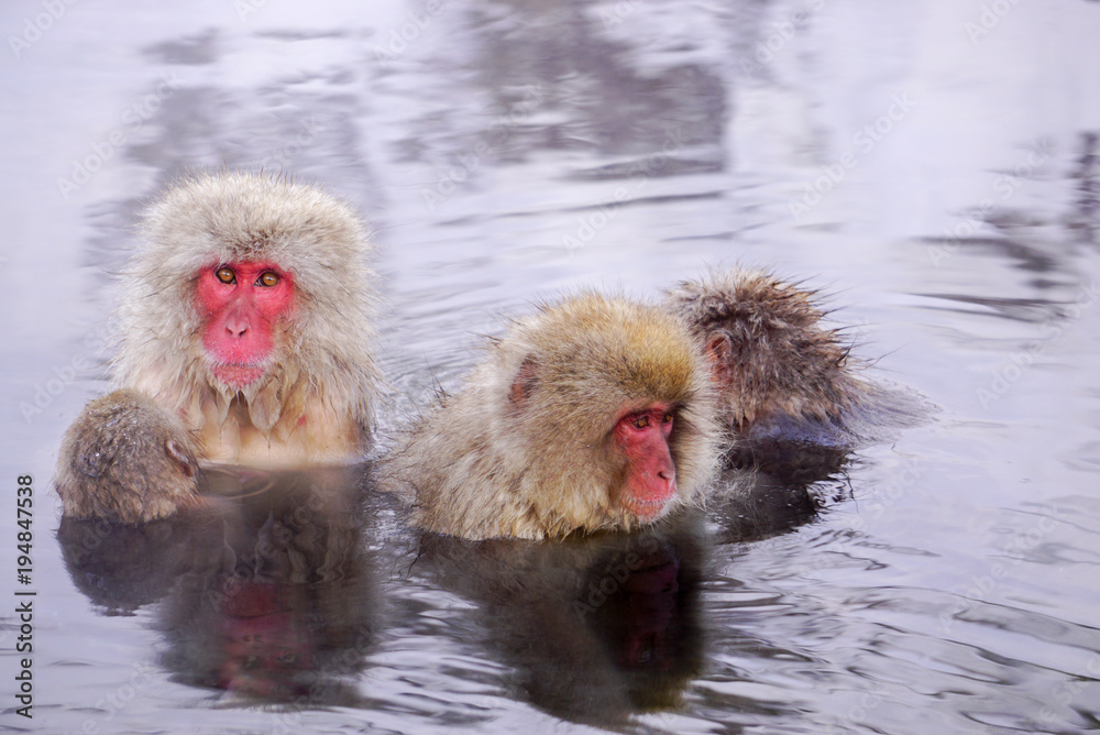 Fototapeta premium 温泉に浸かるニホンザル