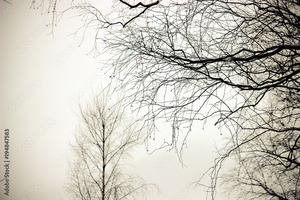 gray sky, tree branches against the sky, winter landscape, tree silhouette