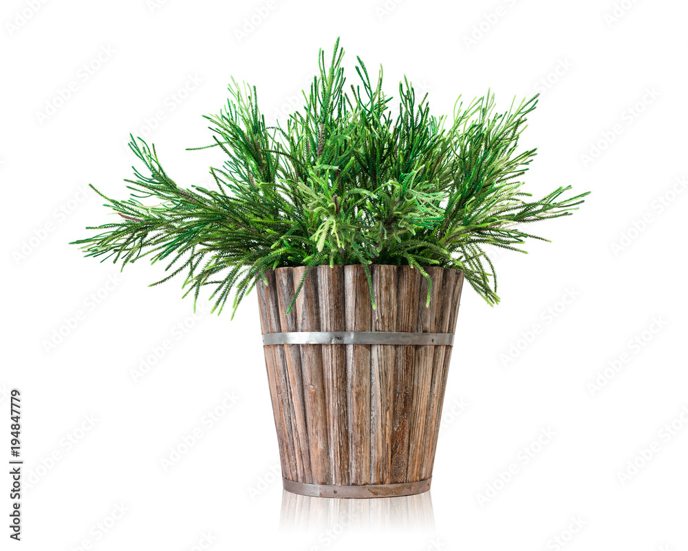 House plant pot isolated on white background. Pine tree in wooden pot. House plant pot isolated on white background. Pine tree in wooden pot.