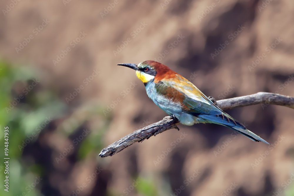beautiful colorful bird the bee-eater sitting on a tree branch beautiful colorful bird the bee-eater sitting on a tree branch