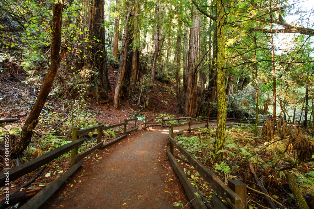 Muir woods National Monument near San Francisco in California, USA Muir woods National Monument near San Francisco in California, USA