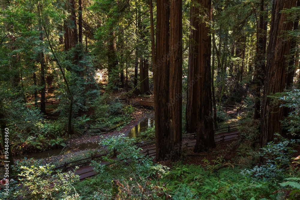 Fototapeta premium Muir woods National Monument near San Francisco in California, USA