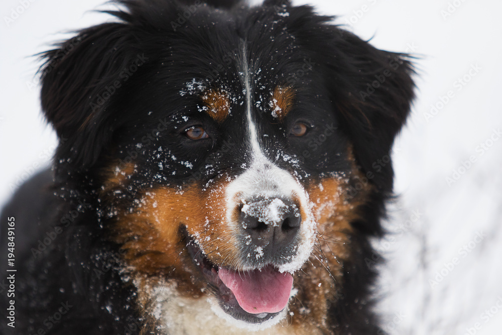 Bernese Mountain Dog in the snow in winter Bernese Mountain Dog in the snow in winter