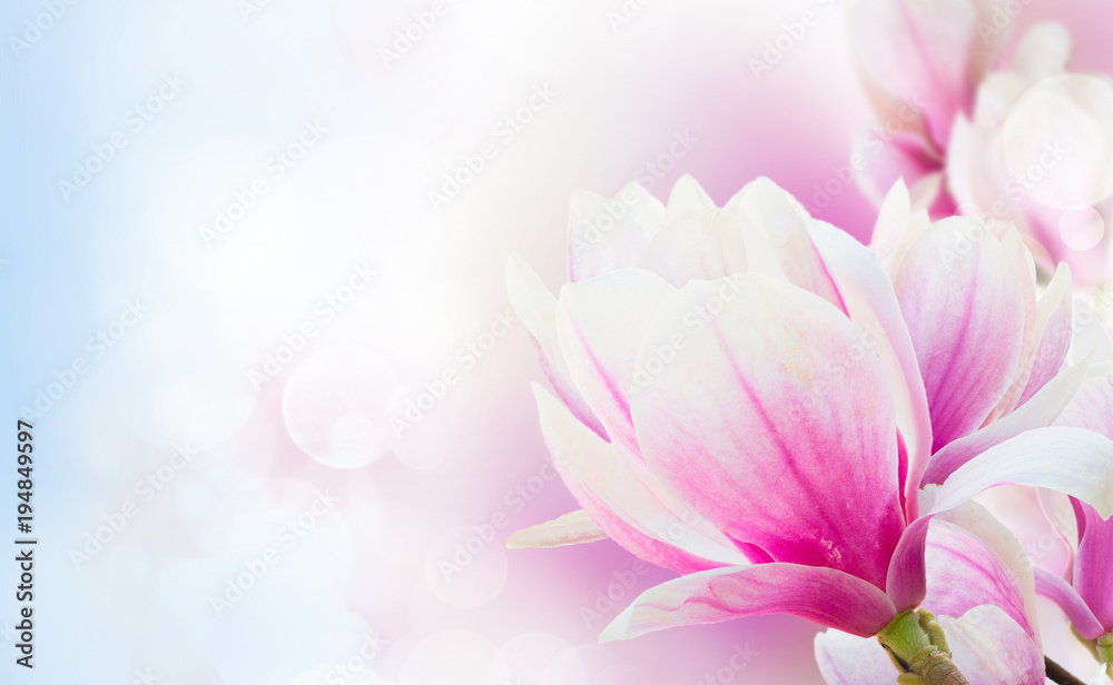 Blossoming pink magnolia Flowers Blossoming pink magnolia Flowers