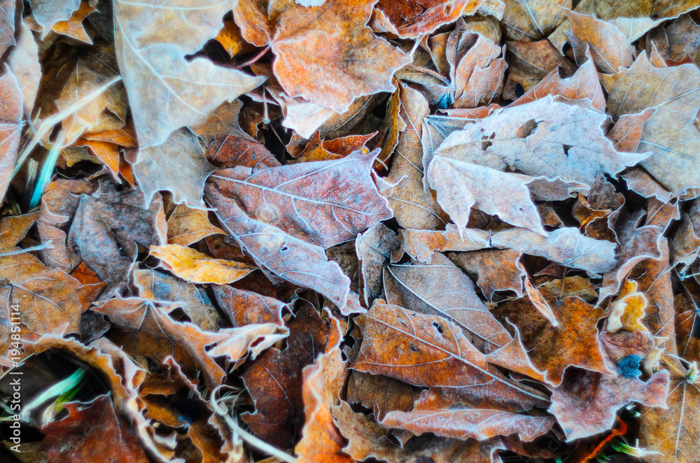 Morning frost on dry leaf leaves. Weather conditions. Abstract background