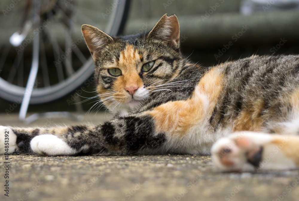 猫 トラ猫 猫 トラ猫