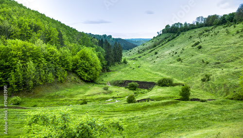 Wallpaper Mural a forest landscape Torontodigital.ca