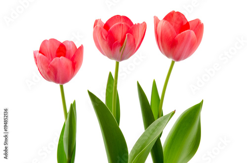 Drei rote Tulpen