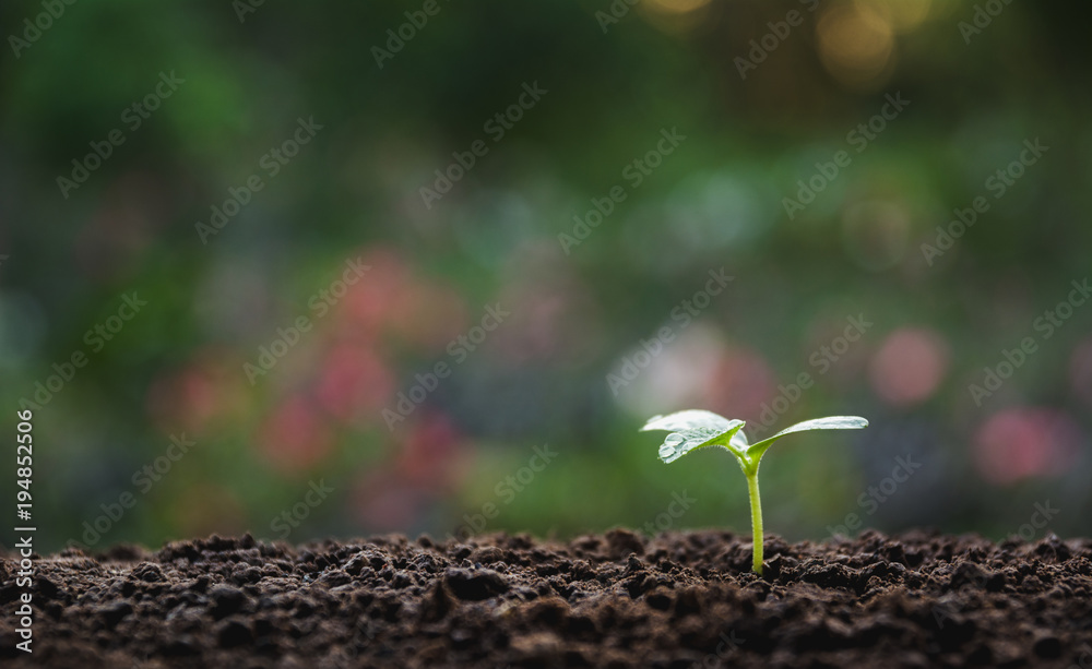 Green young plant growing in soil on nature background Green young plant growing in soil on nature background