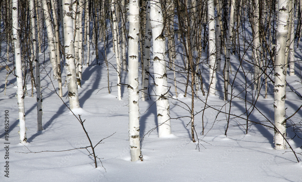 Fototapeta premium Birch forest in winter in black and white