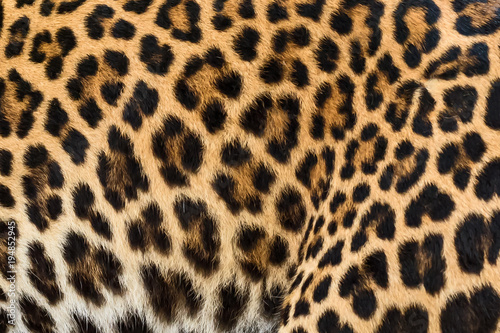 Leopard fur background.