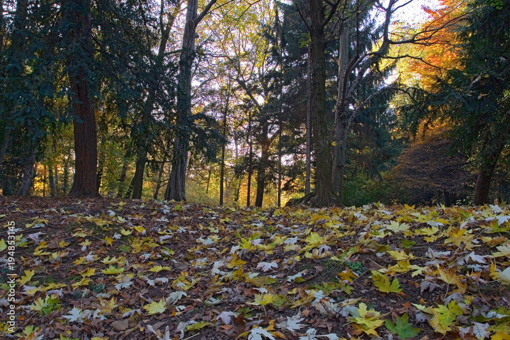 Green moss and colorful autumn leaves