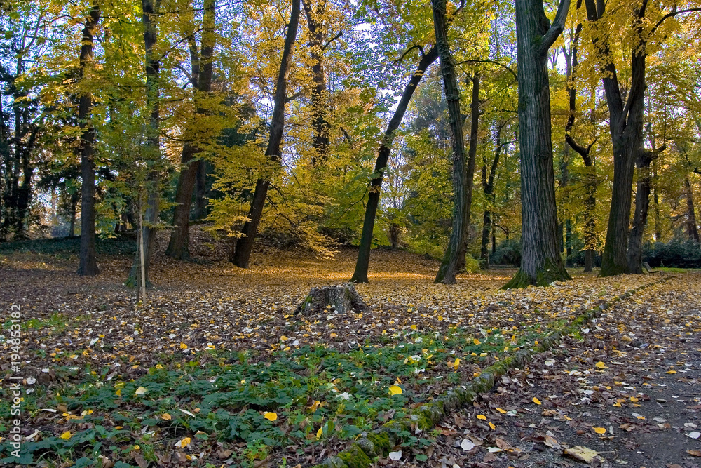 Green moss and colorful autumn leaves Green moss and colorful autumn leaves