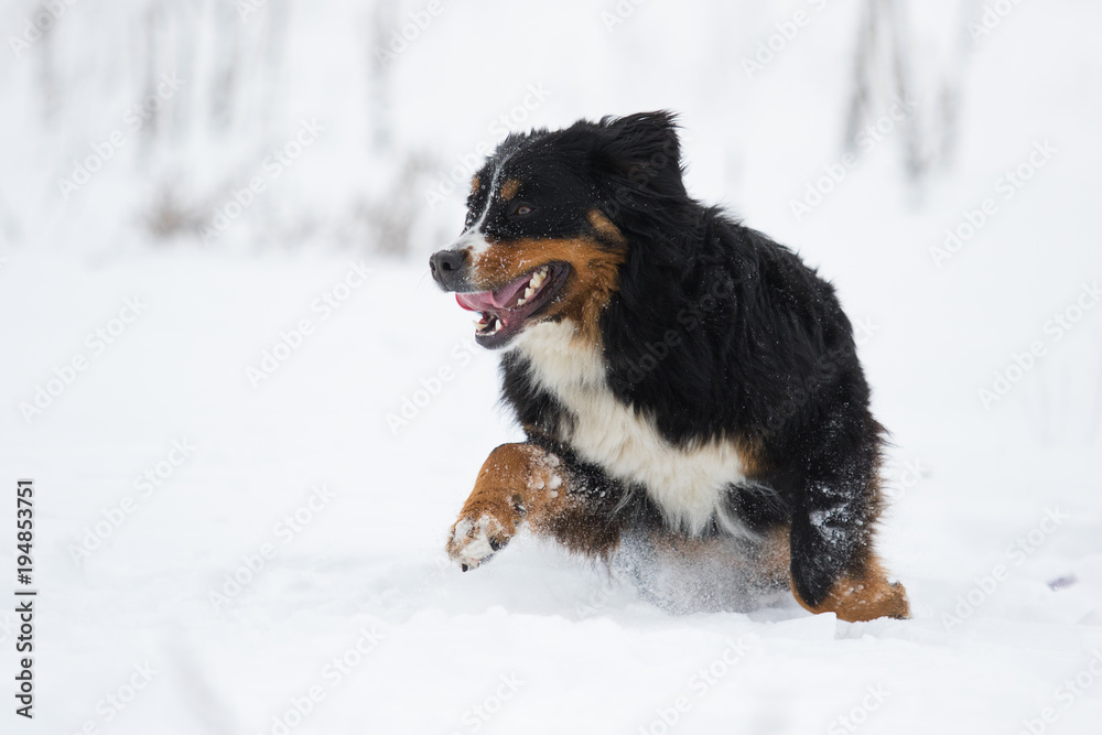 Bernese Mountain Dog in the snow in winter Bernese Mountain Dog in the snow in winter