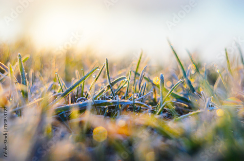 Morning frost on green grass in the rays of the rising sun close-up selective focusing
