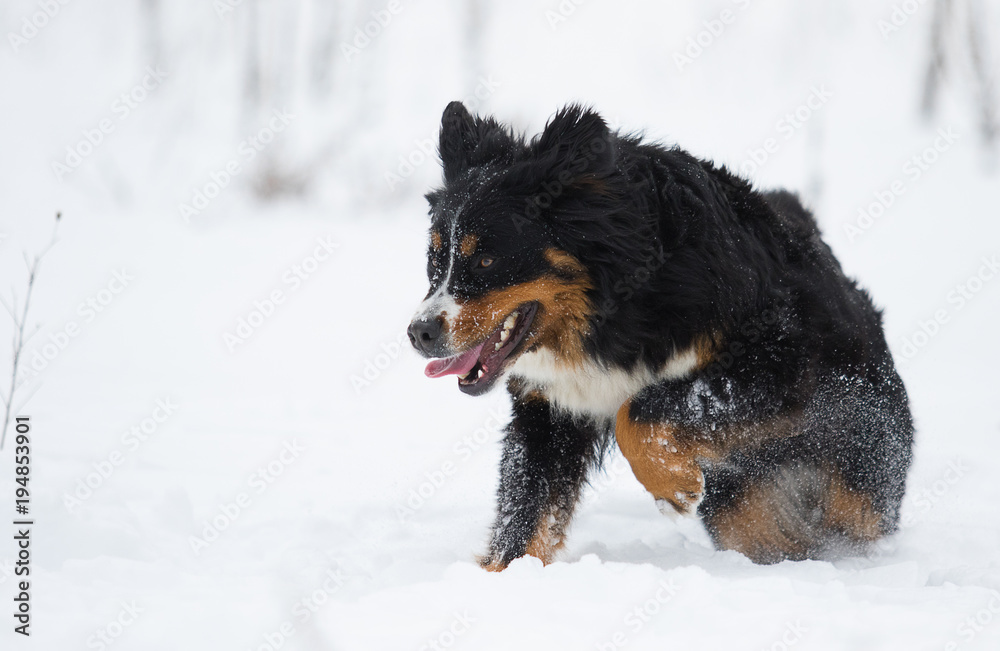 Bernese Mountain Dog in the snow in winter Bernese Mountain Dog in the snow in winter