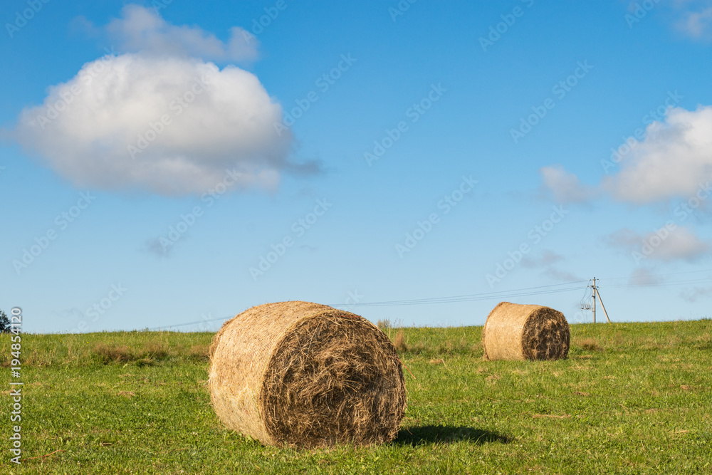 Hay rolls in the green field 