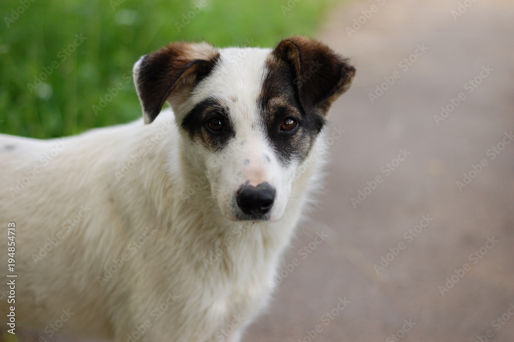 Homeless white puppy with black ears, against a background of green grass Homeless white puppy with black ears, against a background of green grass