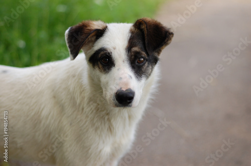 Homeless white puppy with black ears  against a background of green grass