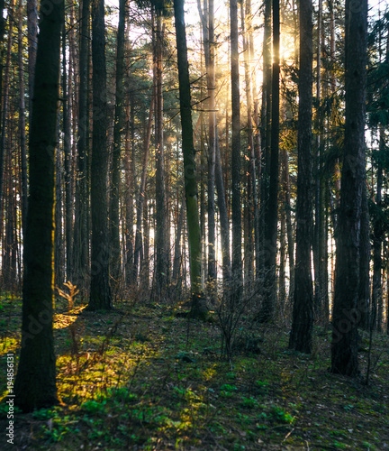 Fototapeta Naklejka Na Ścianę i Meble -  Sunbeams Make Their Way Through Tree Trunks in the Morning Forest. Spruce Tree Forest, Sunbeams through Morning Fog