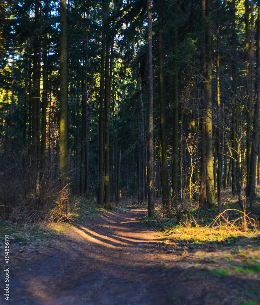 Forest road in the morning with bright sunlight.