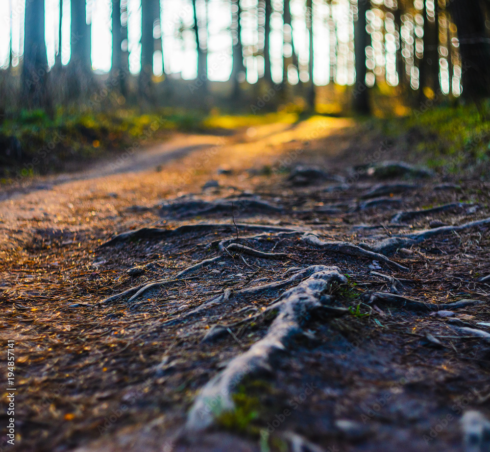 Forest road in the morning with bright sunlight. The roots of trees on the forest path Forest road in the morning with bright sunlight. The roots of trees on the forest path