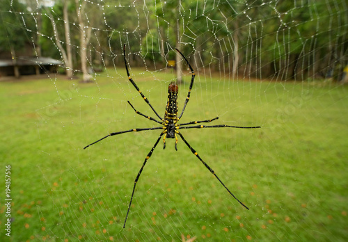 golden orb web spider  giant wood spider Nephila pilipes on web with  Dew drop photo