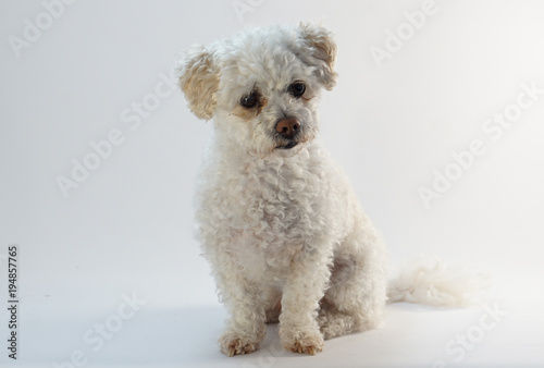 small white Maltipoo Maltese poodle