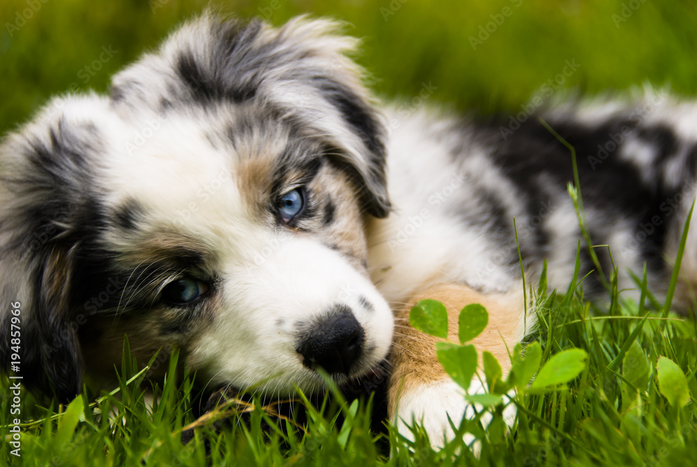 Puppy playing in the grass