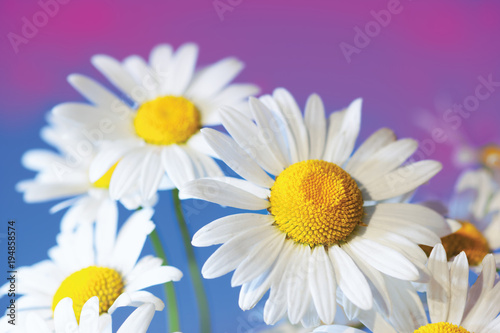 Chamomile among flowers