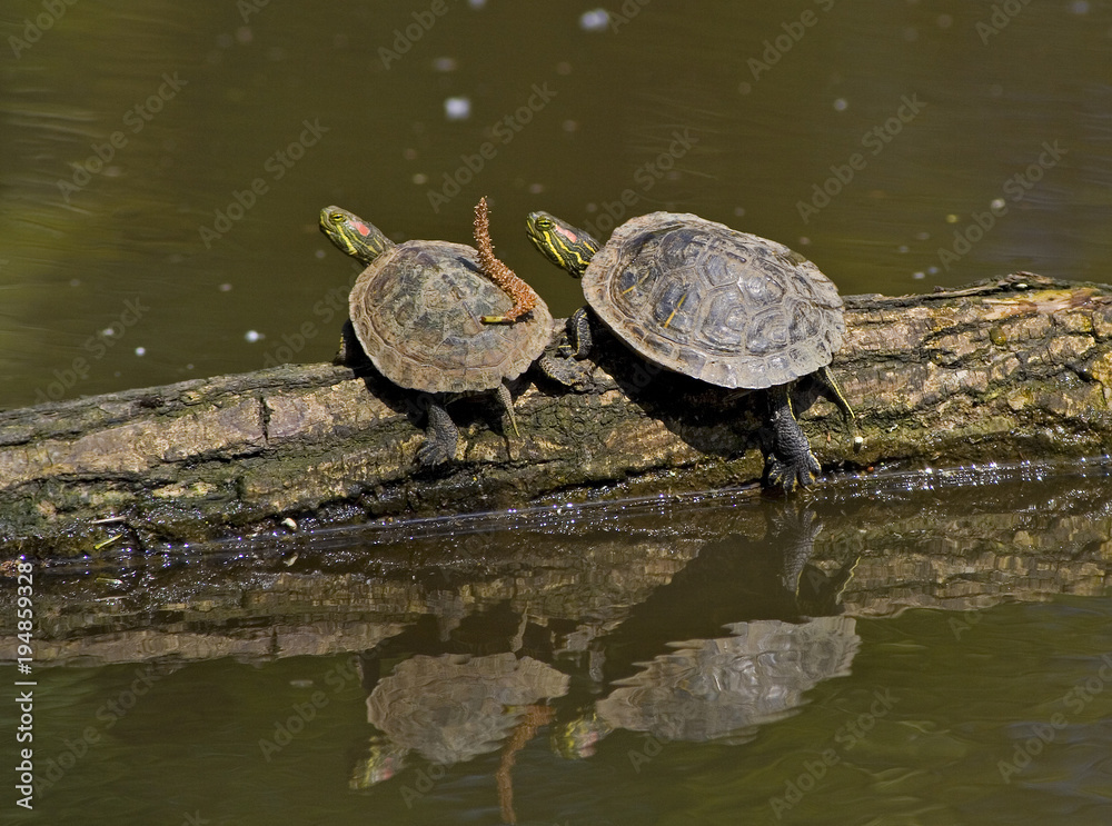 Fototapeta premium The cute couple turtle on the log