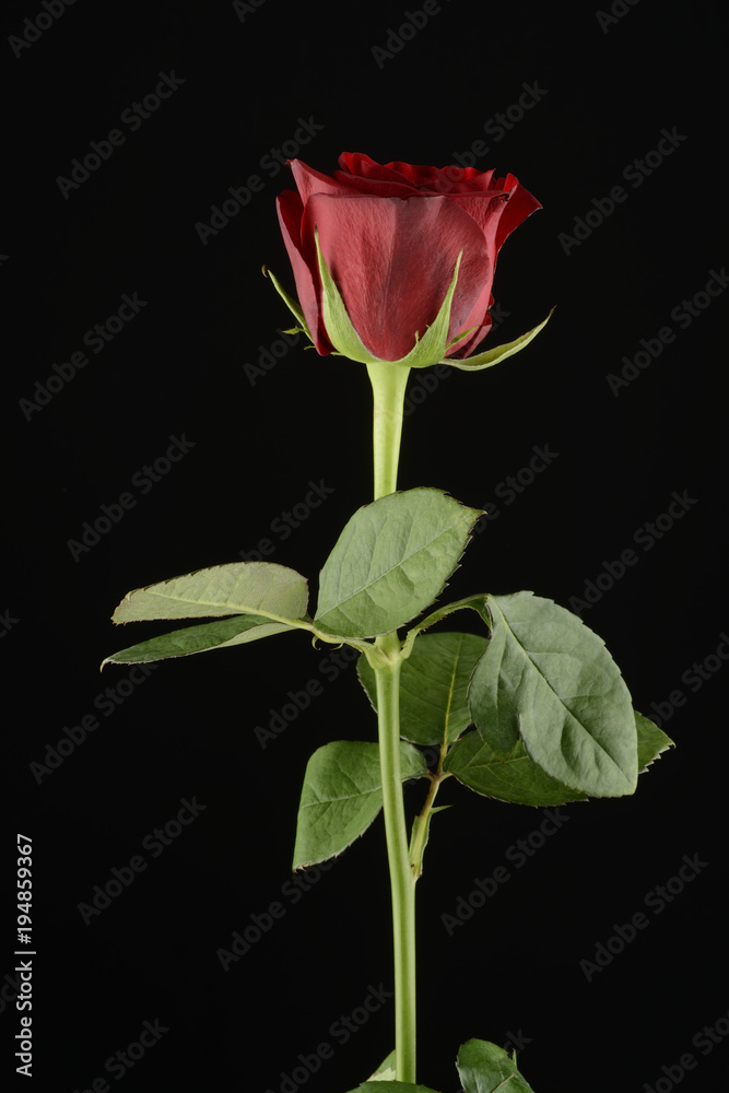 Obraz premium Rosa, planta sobre fondo negro