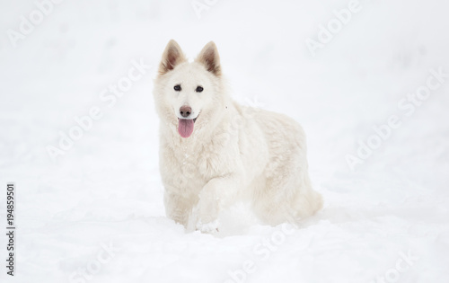 White Swiss Shepherd in the park in winter