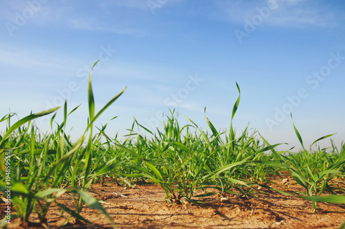 low angle view of fresh grass against blue sky with clouds. freedom and renewal concept.