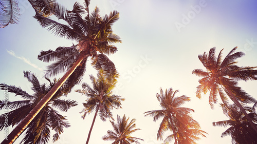 Coconut palm trees silhouettes at sunset, color toned picture, summer holiday concept.