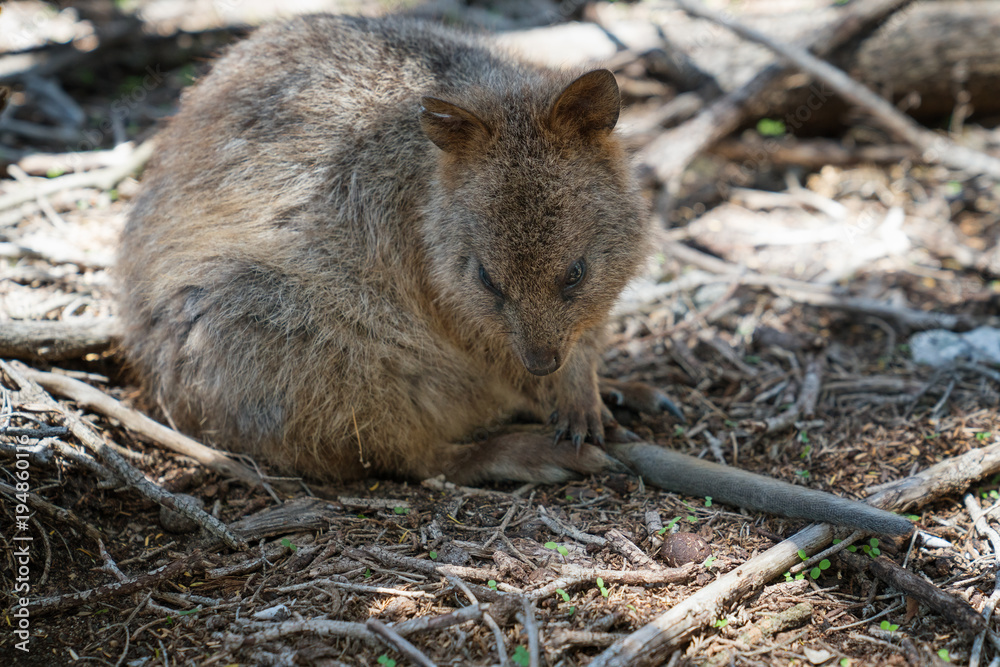 Quokka, Setonix brachyurus, image was taken on Rottnest Island, Western Australia Quokka, Setonix brachyurus, image was taken on Rottnest Island, Western Australia