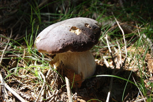 Cèpe