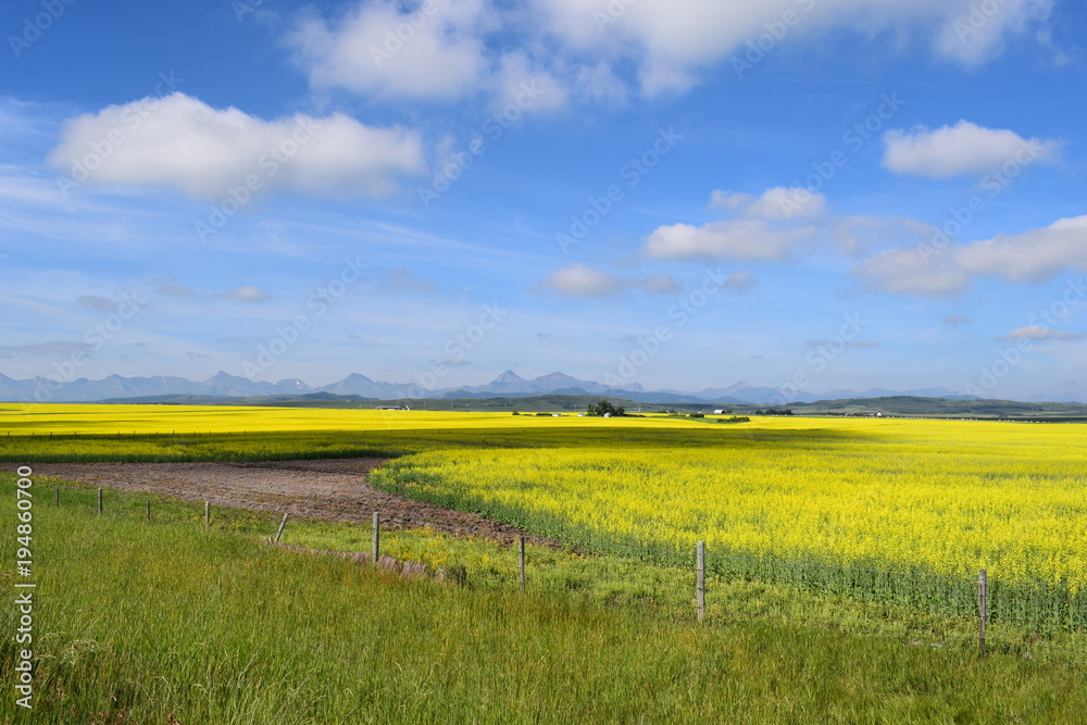 open yellow fields