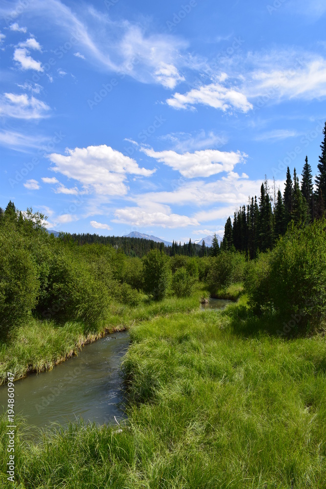 Obraz premium the forest river