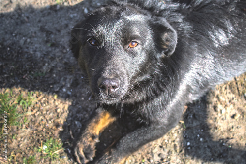 a black puppy dog looking something over. photo