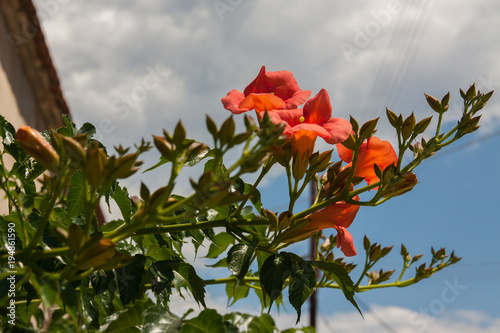 Blooming trumpet vine (Campsis radicans). Beautiful red flower of the trumpet vine.
