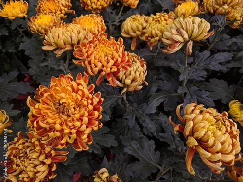 Golden yellow chrysanthemum with dark green leaves