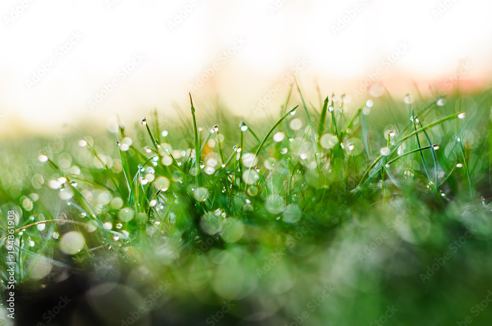Dew on the green grass. Abstract backgroundClose up shot with selective focus and beautiful natural bokeh. Dew on the green grass. Abstract backgroundClose up shot with selective focus and beautiful natural bokeh.