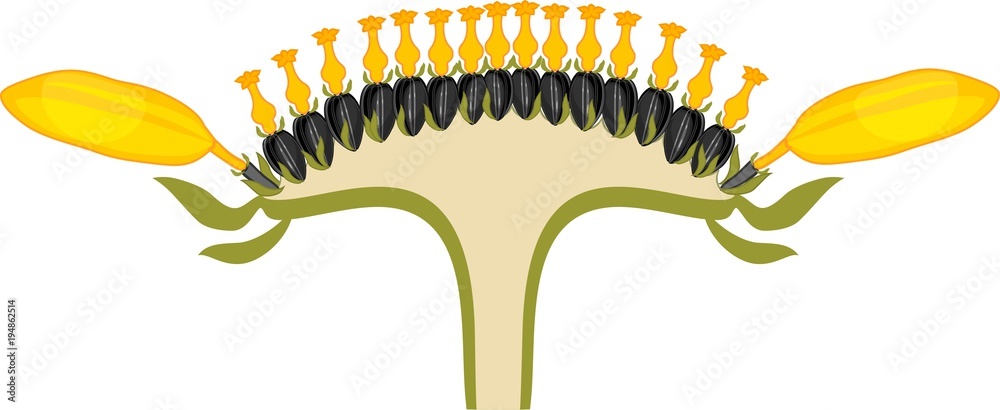Fototapeta premium Flower head or pseudanthium in cross section. Structure of sunflower inflorescence